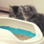 Yavru Kediler İçin Tuvalet Kabı
